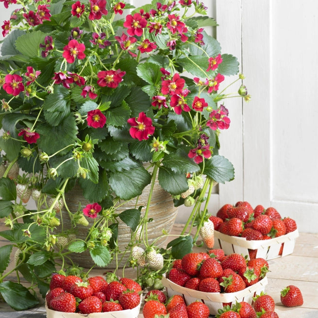 Fraisier Ruby Ann - fraise