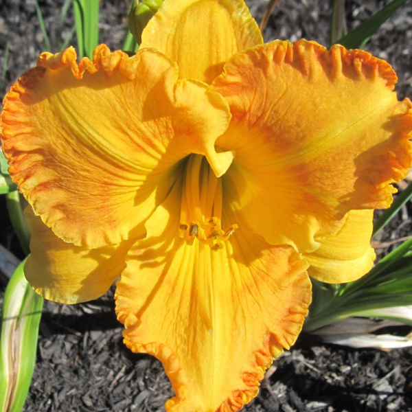 Hemerocallis 'Jean Paquin'