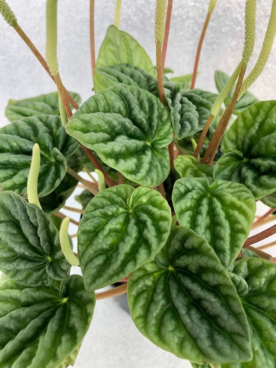 Peperomia caperata Emerald Green