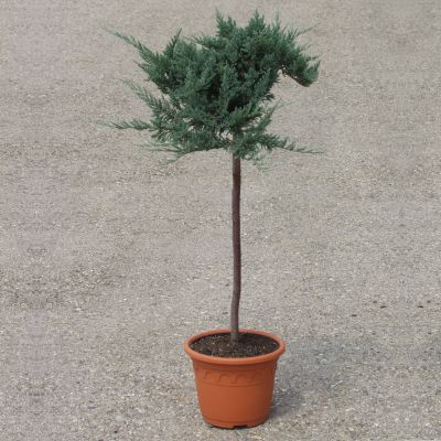 Genévier rampant  Blue Chip - Juniperus (horizontalis) - sur tige