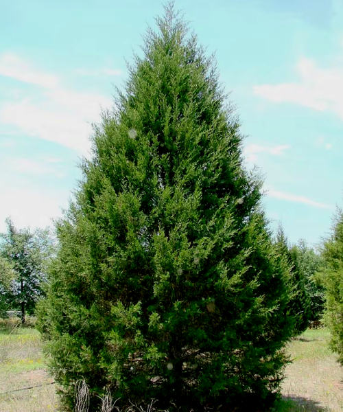 Juniperus de virginie