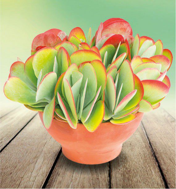 Kalanchoe Thrysiflora