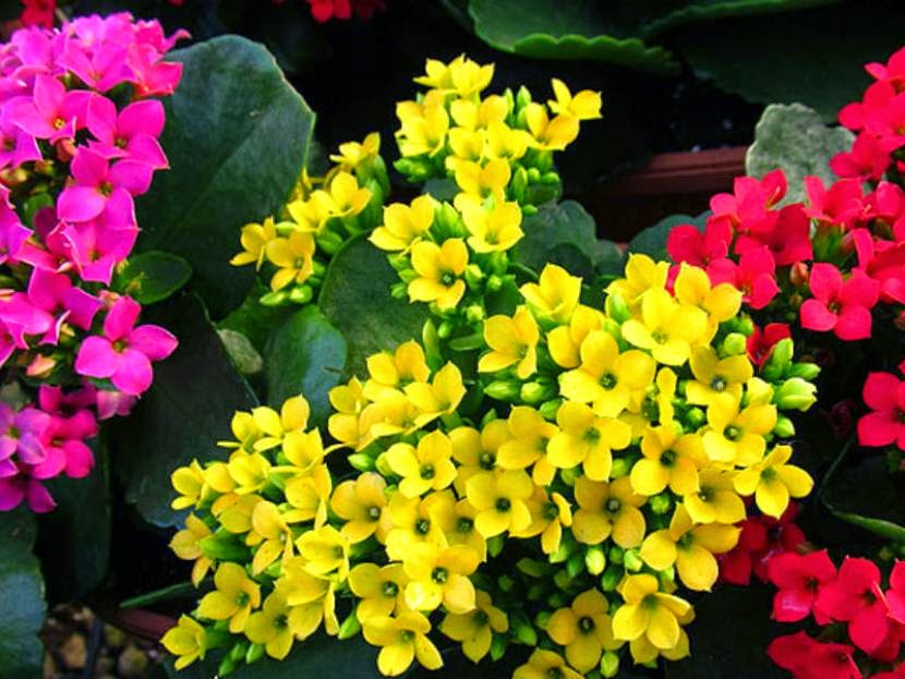 Kalanchoe Blossfeldiana