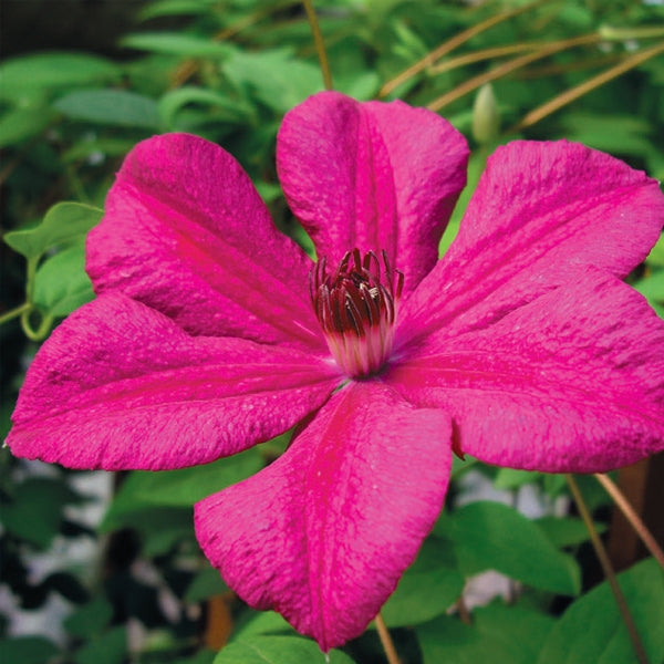 Clematis 'Kardynal Wyszynski' - clématis