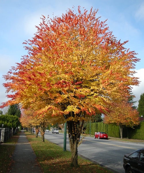 Katsura tree