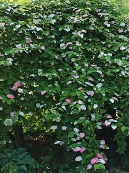Actinidia kolomikta 'Nordic' (mâle)
