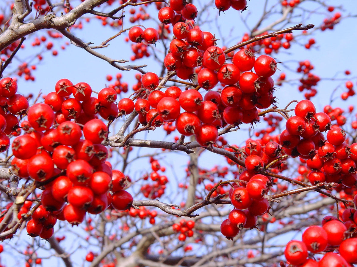 Crataegus viridis 'Winter King'