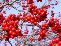 Crataegus viridis 'Winter King'