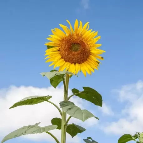 Tournesol en pot