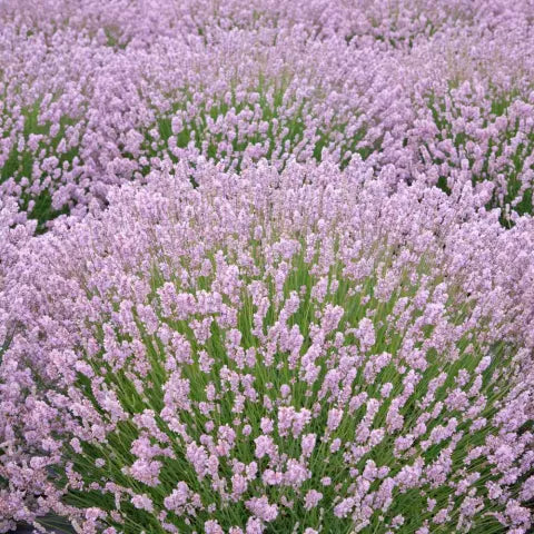 Lavandula 'Rosea' (ang.)