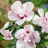 Hibiscus Syriacus 'Lady Stanley'