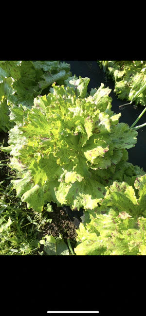 Seed - Lettuce 'Jester' - Portage Seeds