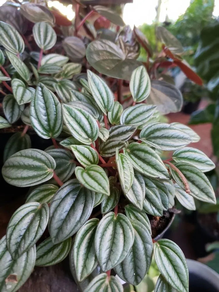 Peperomia San Marino