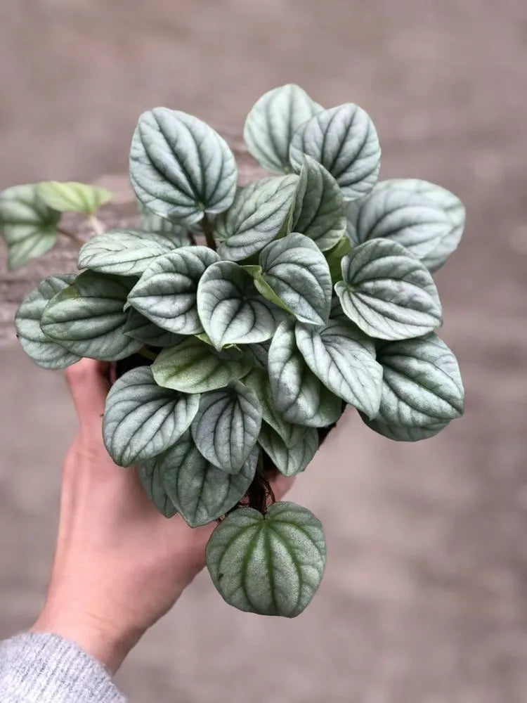 Peperomia caperata 'Frost'
