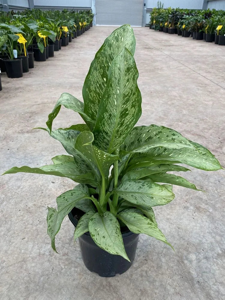 Dieffenbachia Memoria Corsii