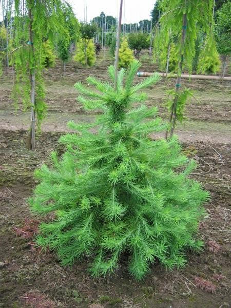 Larix laricina - mélèze laricin