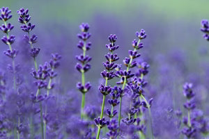 Seed - Lavender 'Vera' - Portage Seeds