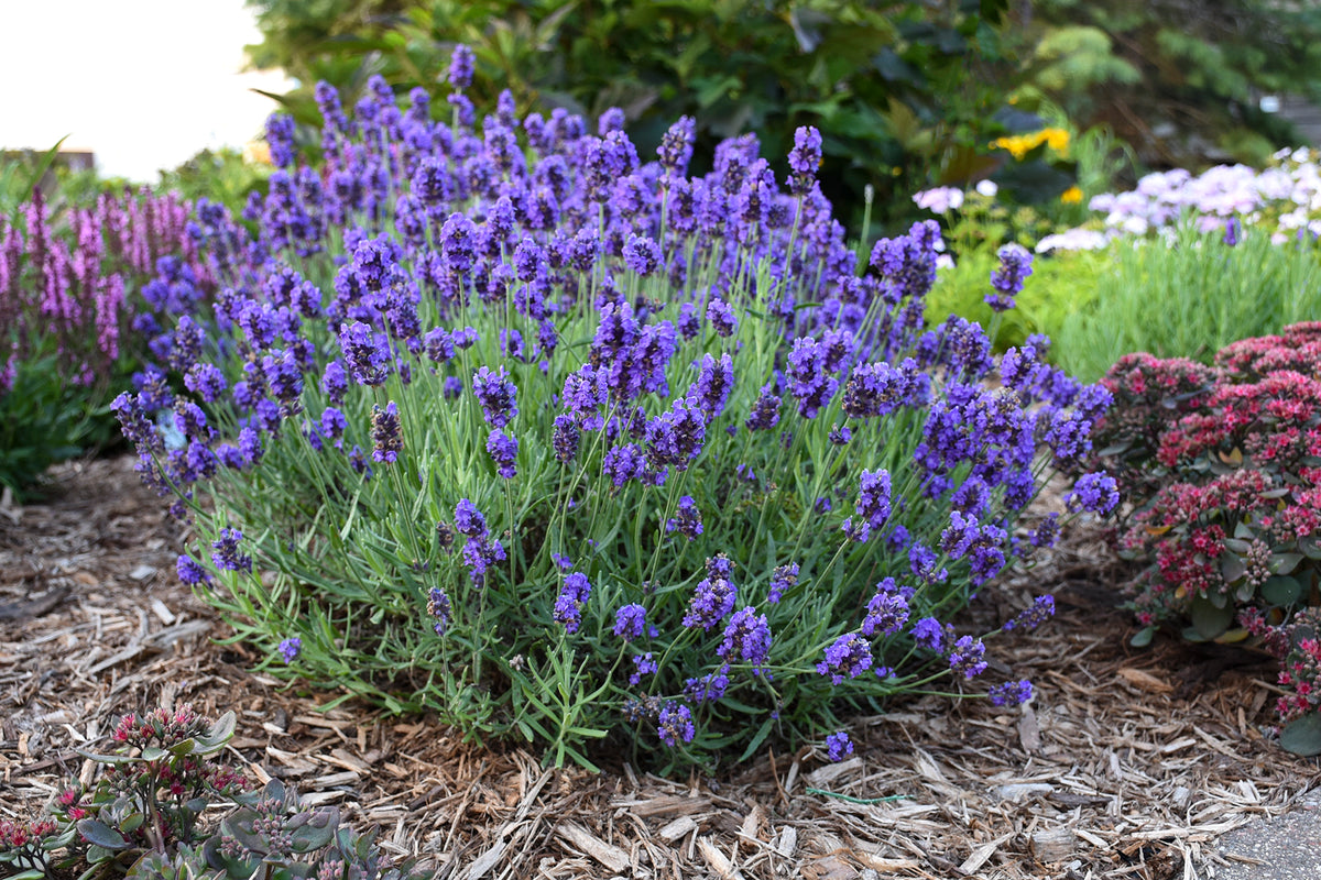 Lavandula angustifolia Sweet Romance - Lavender