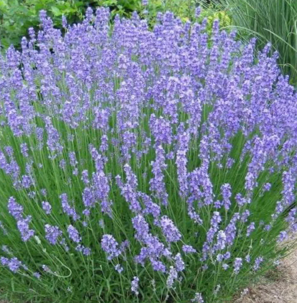 Lavandula intermedia (x) 'Phenomenal'