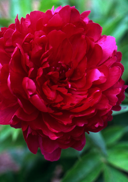 Paeonia lactiflora  Philippe Rivoire - Pivoine