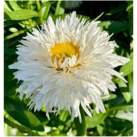Leucanthemum 'Sweet Daisy - Rebecca'