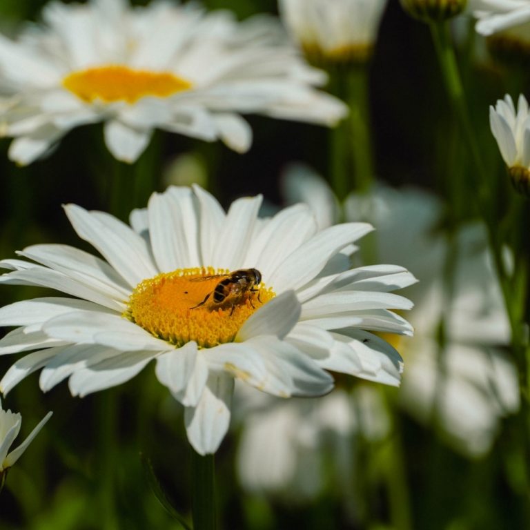 Leucanthemum maximum  ‘Ooh La LaGrande’