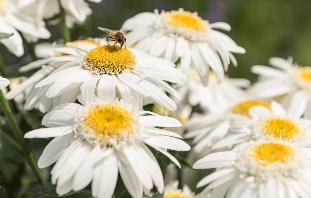 Leucanthemum Sweet Daisy® 'Birdy'