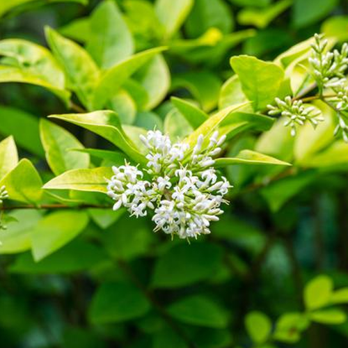 Ligustrum 'Vicaryi' - Troène doré