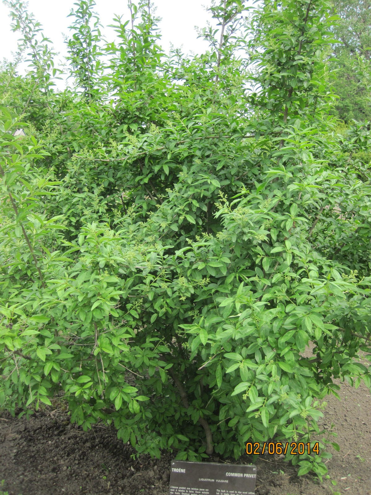 Ligustrum vulgare 'Cheyenne' - Troène