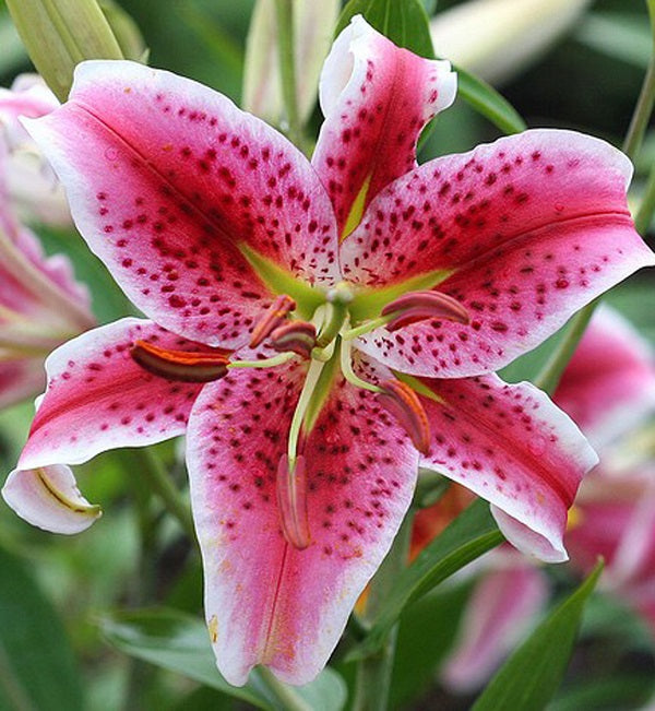 Lilium 'Stargazer'
