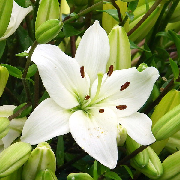 Lilium 'White Pixie' (asiatique/asiatic) - Lys