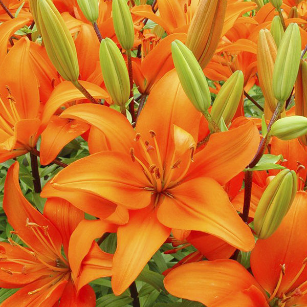 Lilium 'Orange Pixie' (asiatique/asiatic)