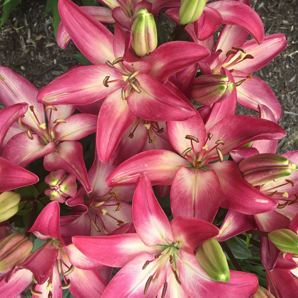 Lilium 'Tiny Diamond'