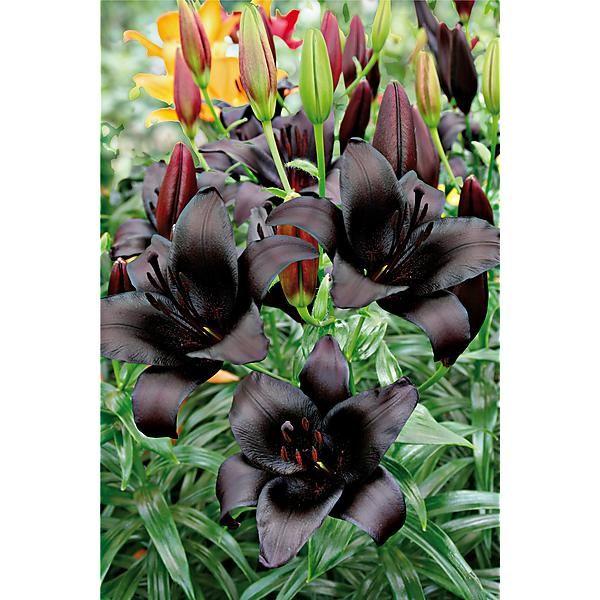 night rider lily flower Lilium 'Night Rider'
