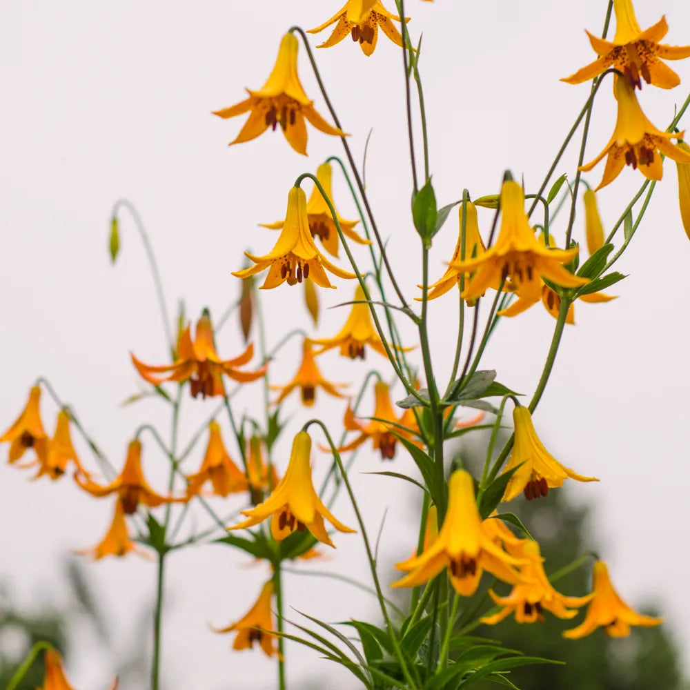 Lilium canadensis
