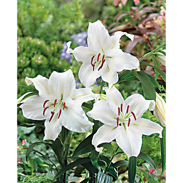 Lilium 'Casablanca' - Asiatic Lily – FleurExcel Inc.