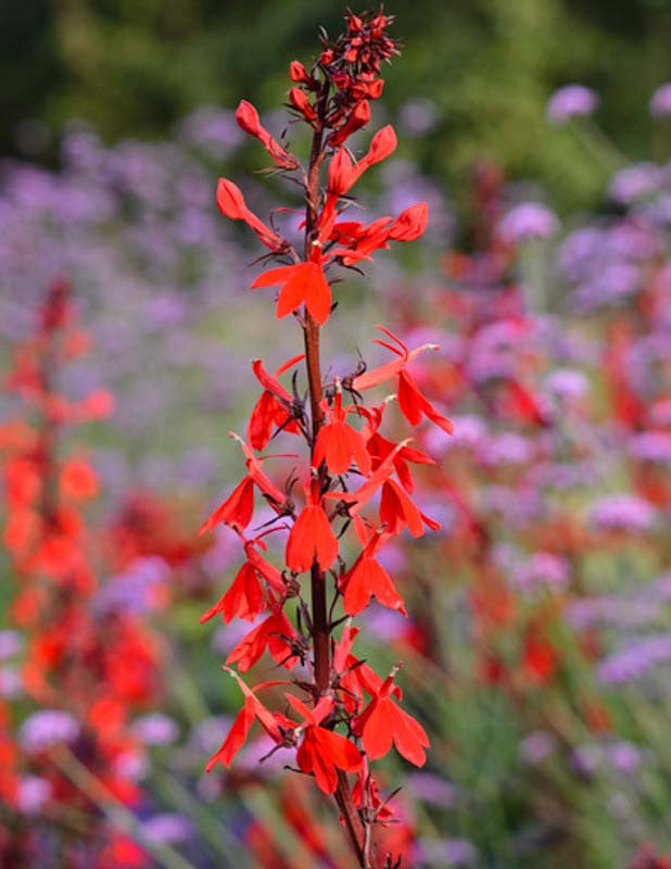 Lobelia cardinalis