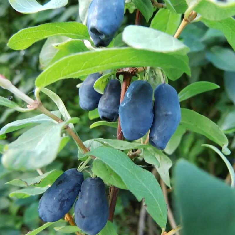 Lonicera caerulea 'Blue Banana' - Camerise