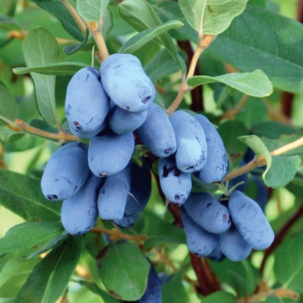 Lonicera caerulea edulis 'Blue Bell'