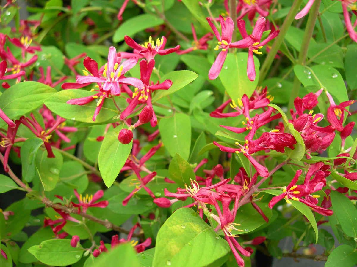 Lonicera 'Honeyrose' (Chèvrefeuille ‘Honeyrose’)