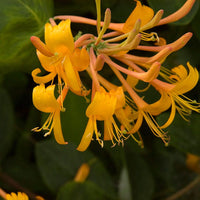 Lonicera 'Mandarin' - Chèvrefeuille grimpant