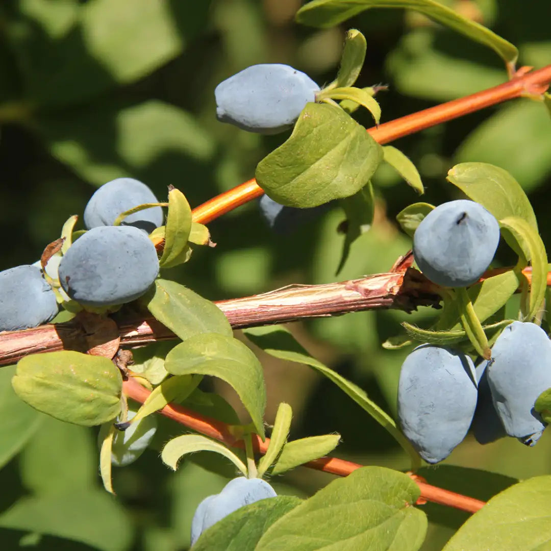 Lonicera Yezberry Sugar Pie