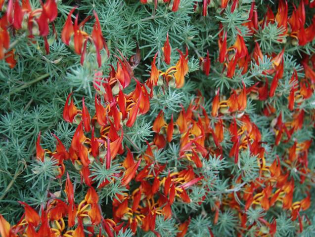 Lotus berthelotii Red