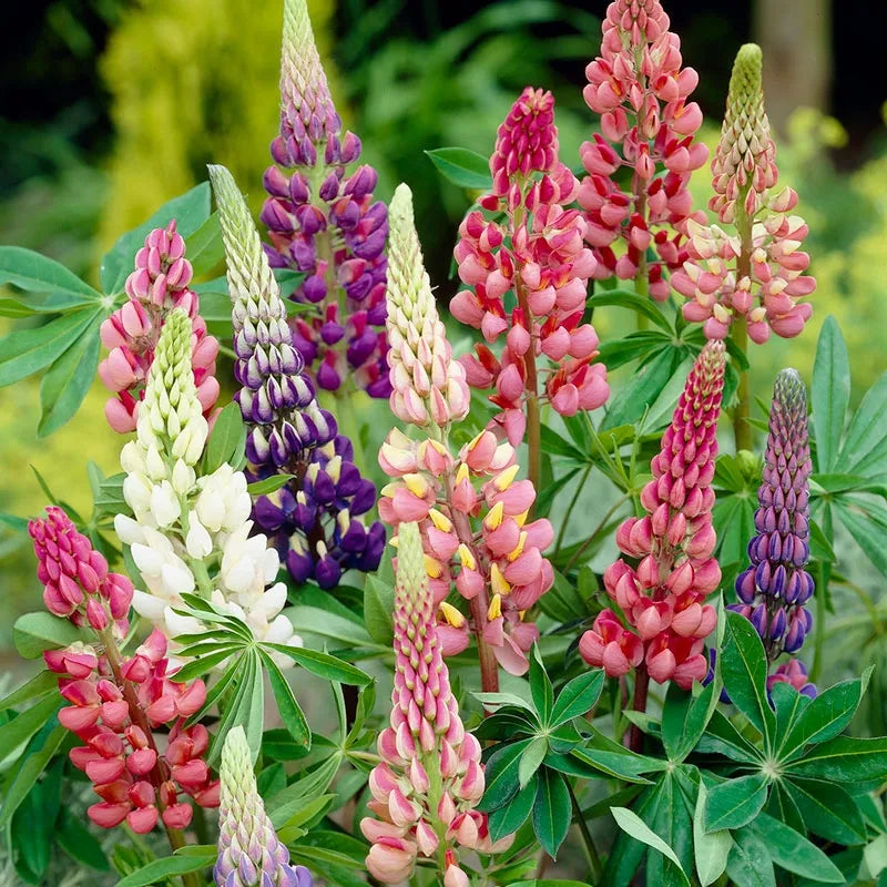 Lupinus 'Mini Gallery Mix' - Lupin