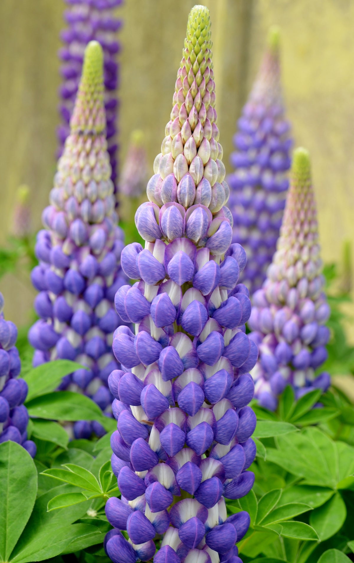 Lupinus Westcountry™ 'Persian Slipper'