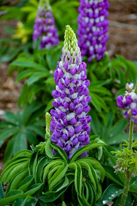 Lupinus 'Mini Gallery Mix' - Lupin