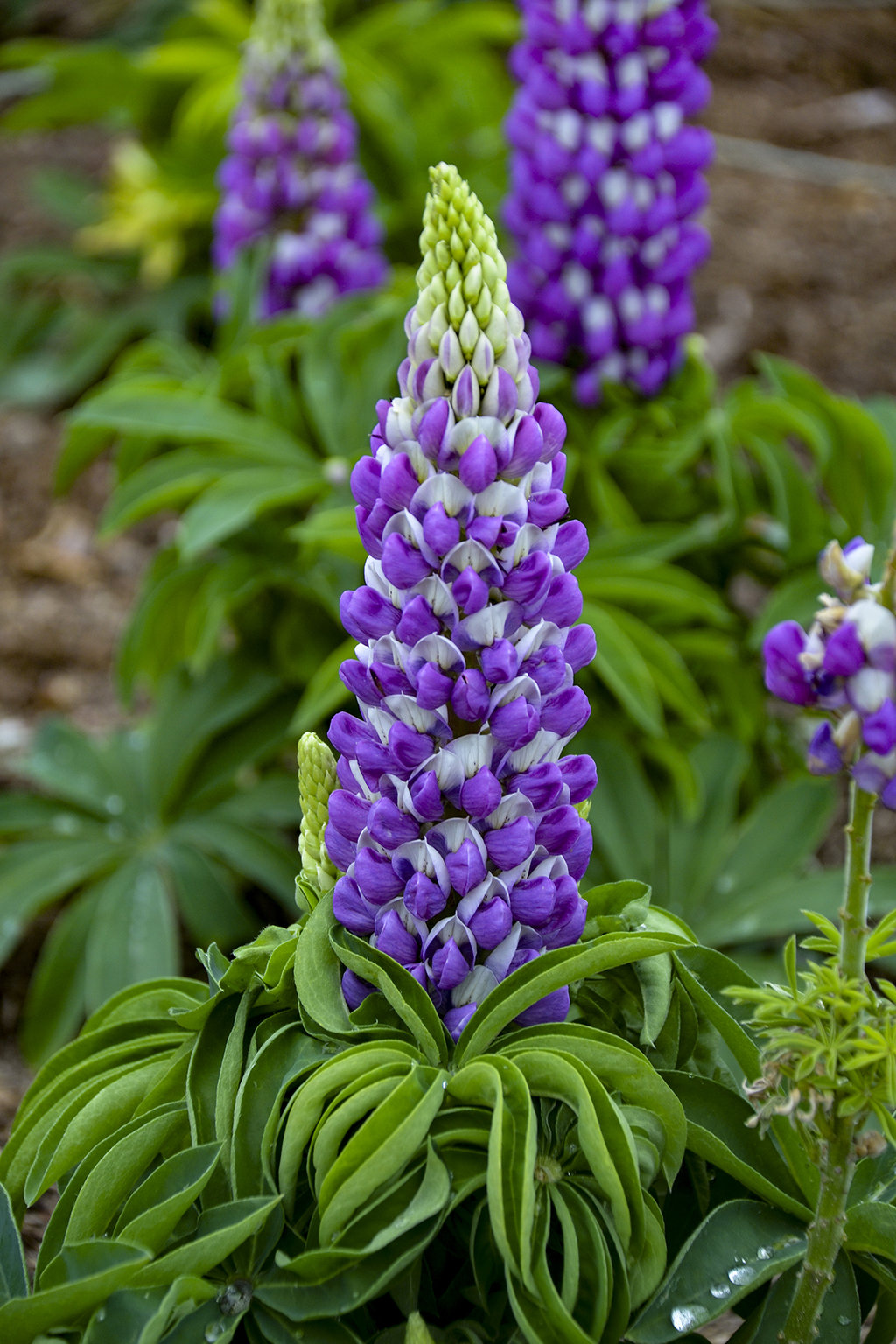 Lupinus Mini Gallery™ Blue Bicolor