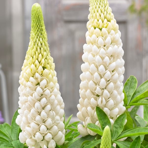 Lupinus Westcountry™ 'Polar Princess'