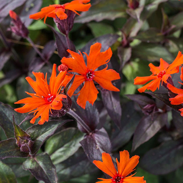 Lychnis × arkwrightii 'Vesuvius'