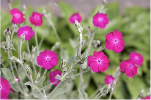 Seed - Lychnis - Portage Seeds